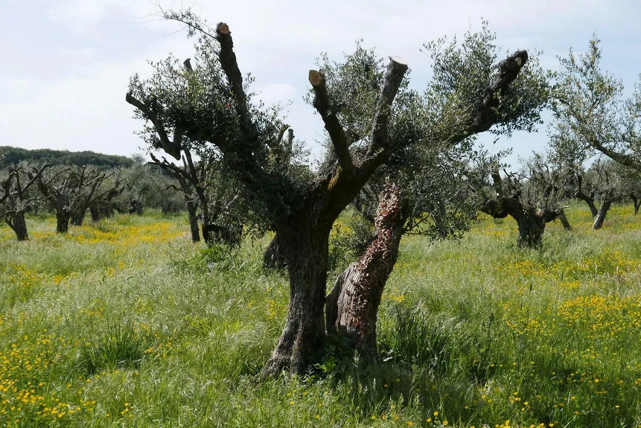 Farm stay Villa Cavalletti Camere Grottaferrata Italy