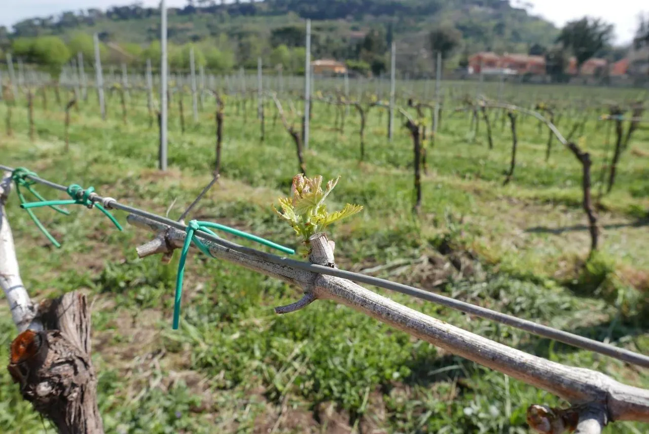 Farm stay Villa Cavalletti Camere Grottaferrata